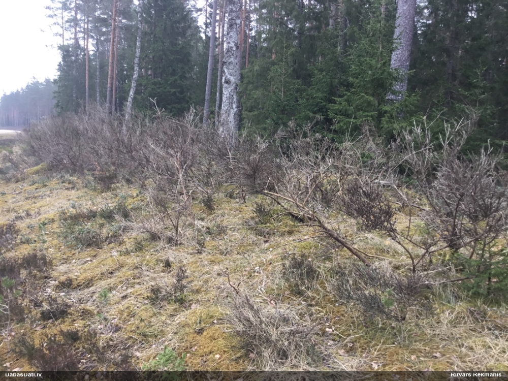 саротамнус метлистый