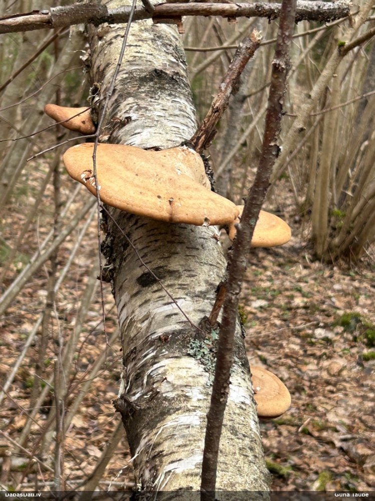 березовый Трутовик