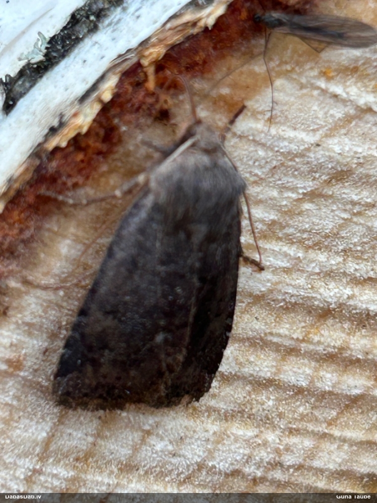 Parastā ziempūcīte