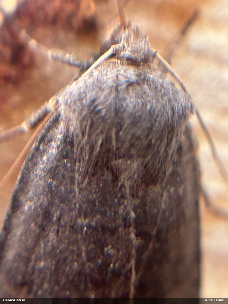 Parastā ziempūcīte