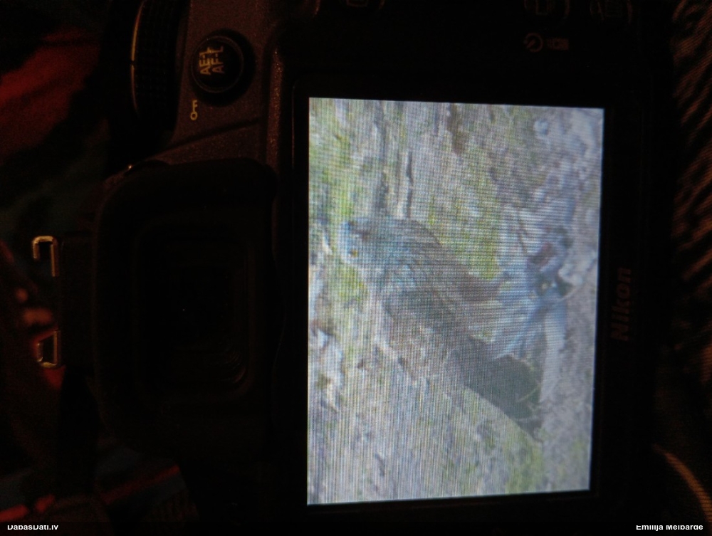 тетеревятник