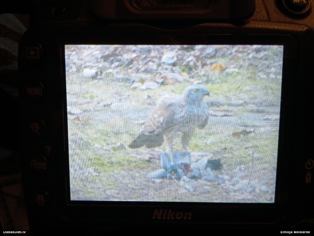 тетеревятник