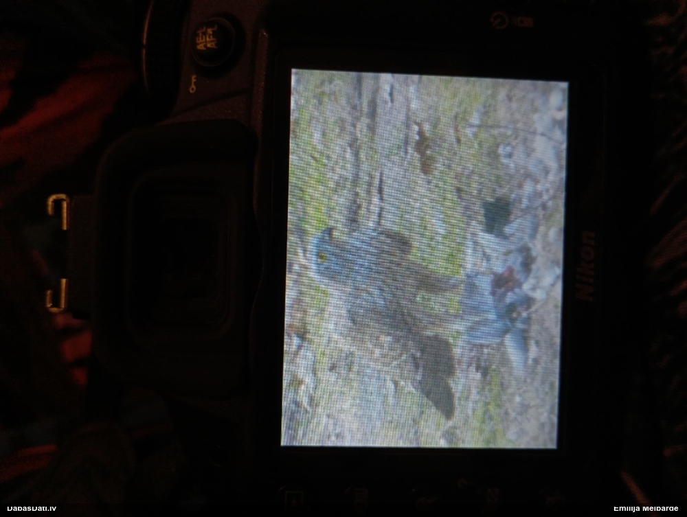 тетеревятник