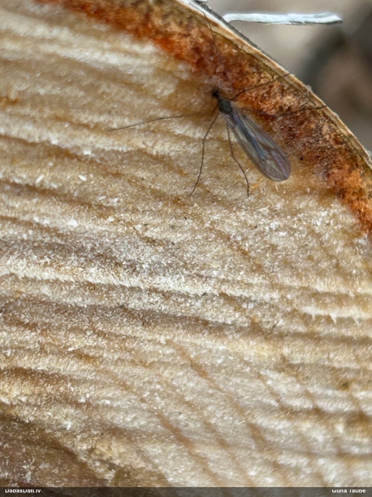 Divspārnis (nenoteikts)