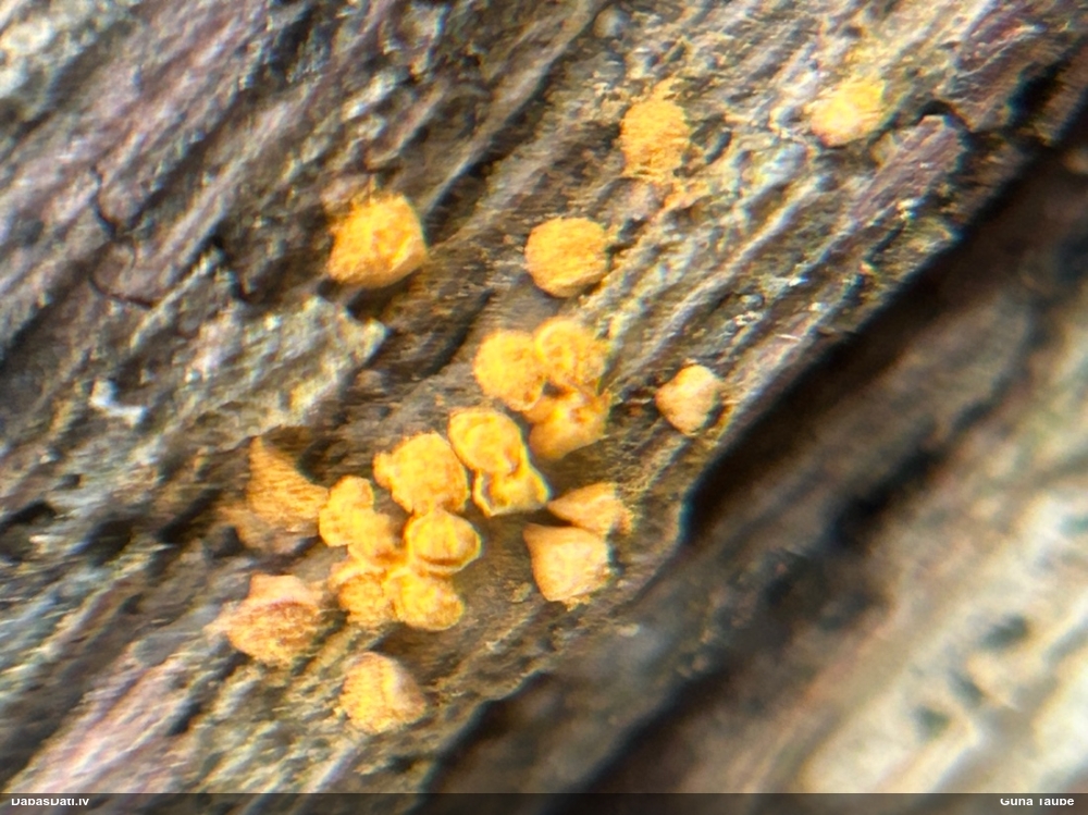 Trihija, hemitrihija (nenoteikta)