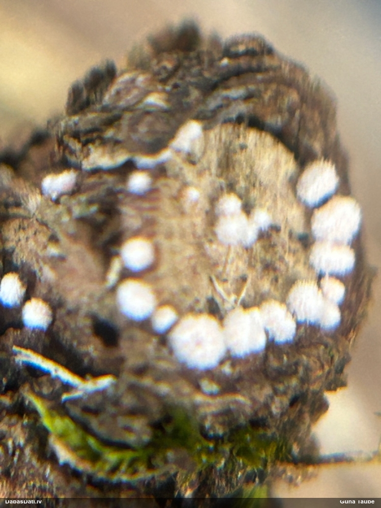 Sēne Capitotricha bicolor