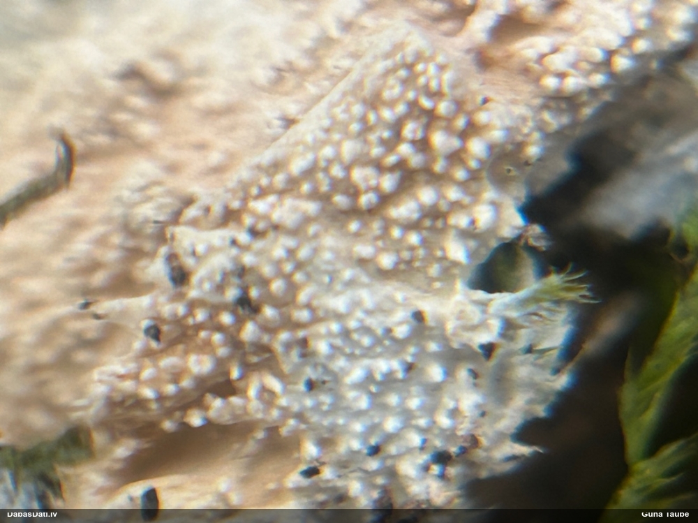 Klājeniska sēne (nenoteikta)