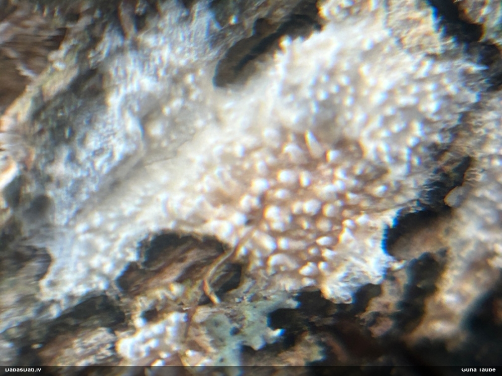 Klājeniska sēne (nenoteikta)