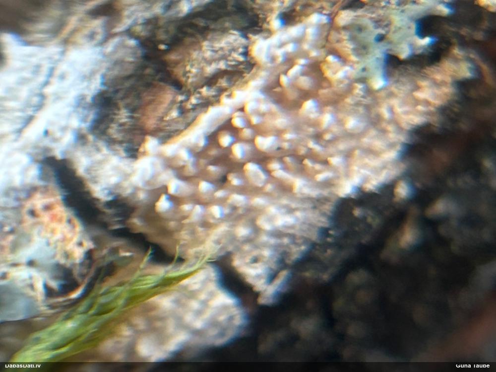 Klājeniska sēne (nenoteikta)