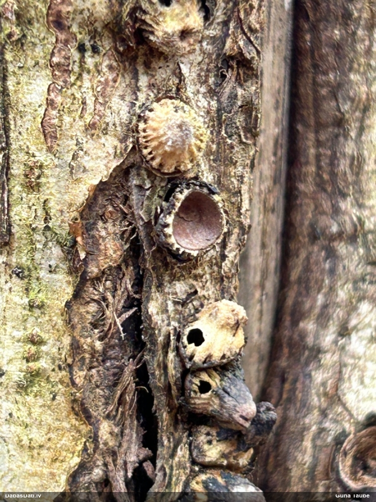 Panglapsene Andricus quercuscorticis