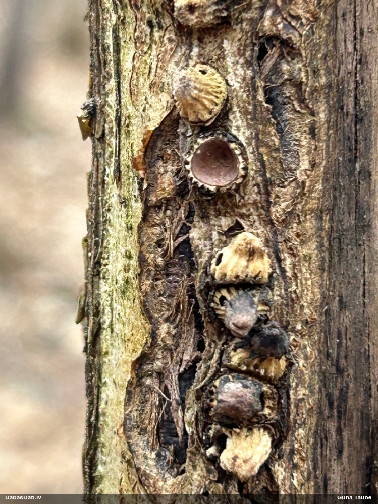 Panglapsene Andricus quercuscorticis