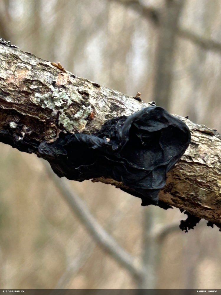 Nošķeltā eksīdija