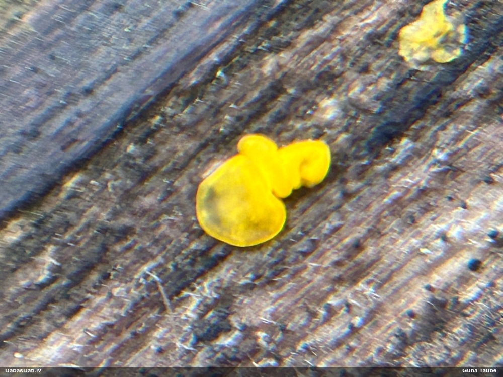 лимонно-желтая калицелла