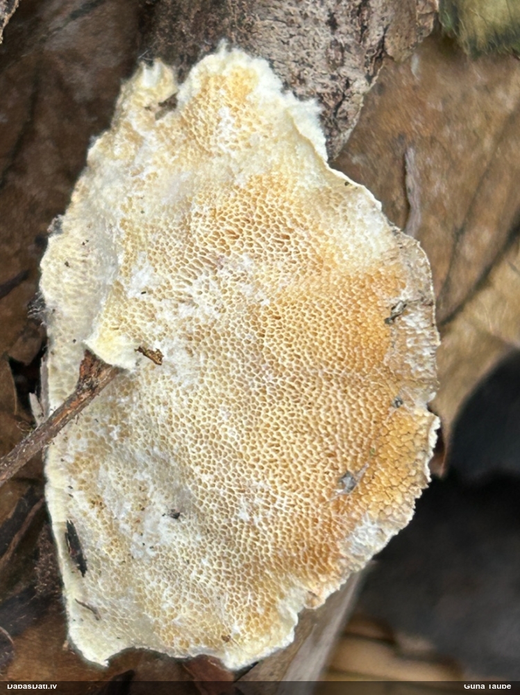 Dzeltenā tauriņpiepe