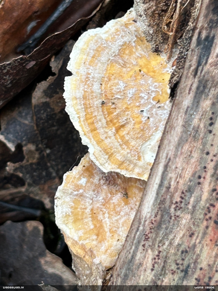 Dzeltenā tauriņpiepe