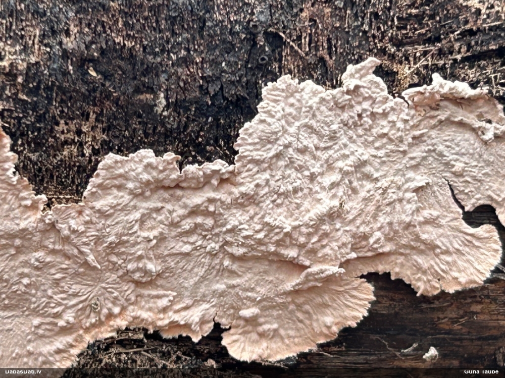 Sēne Corticium roseum