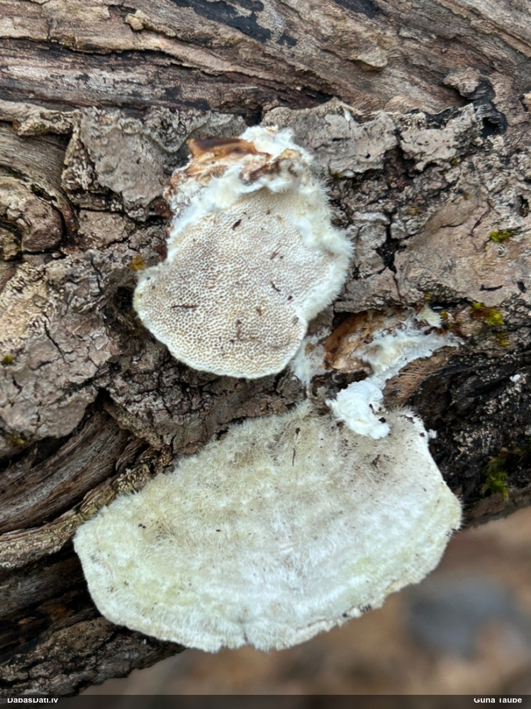 Sarainā tauriņpiepe