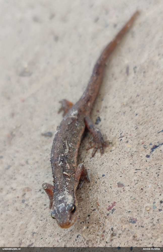 обыкновенный тритон