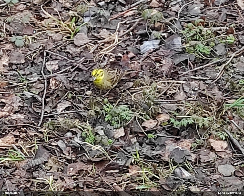 обыкновенная овсянка