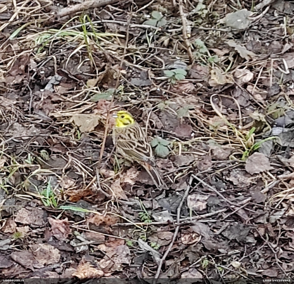 обыкновенная овсянка