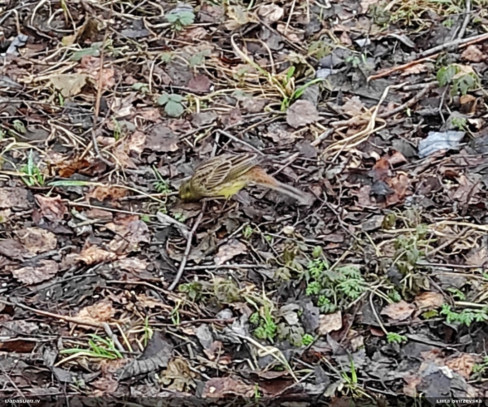 обыкновенная овсянка