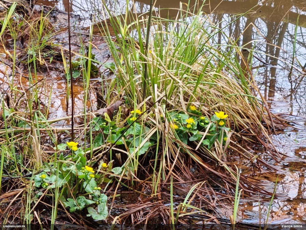 калужница болотная