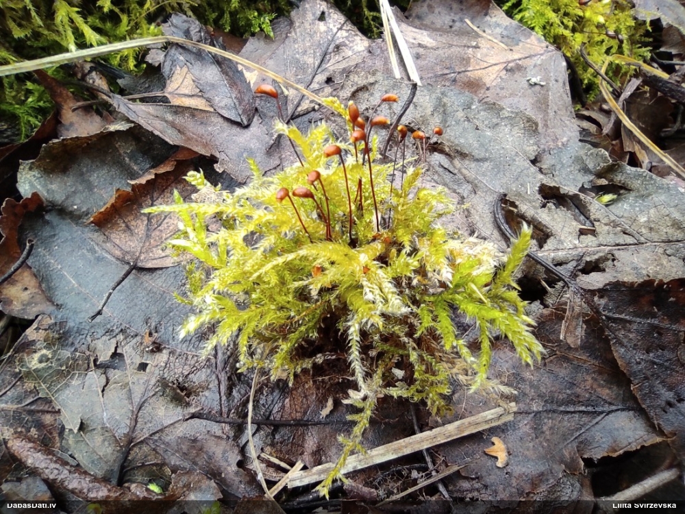 Nelīdzenā īsvācelīte