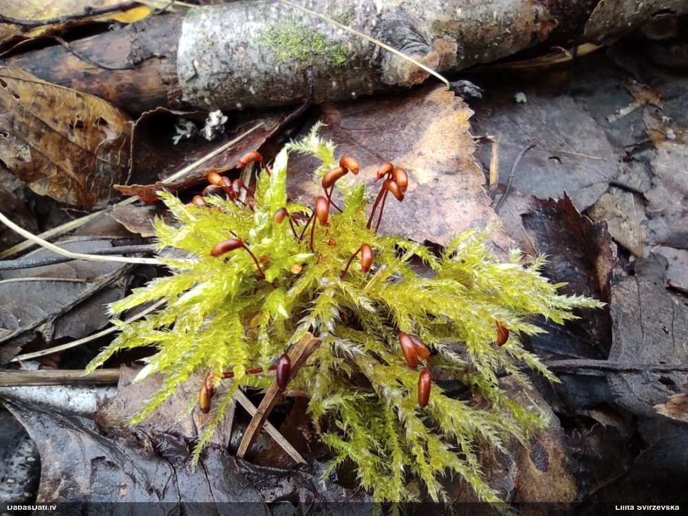 Nelīdzenā īsvācelīte