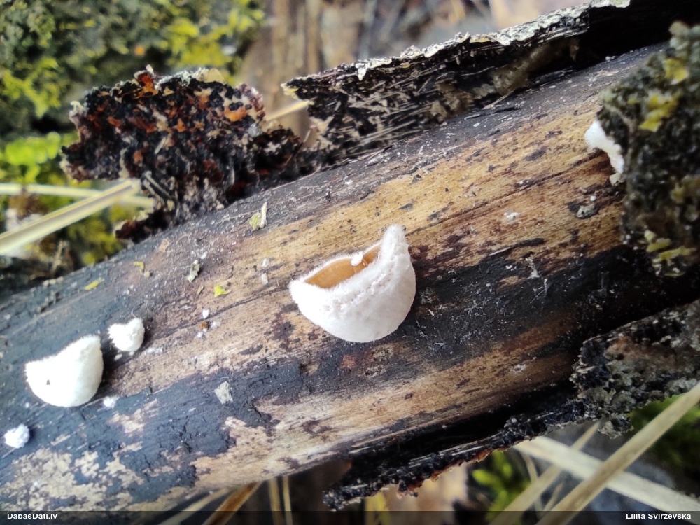Sēne Schizophyllum amplum