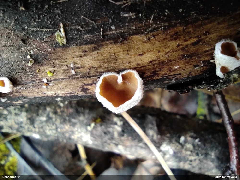 Sēne Schizophyllum amplum