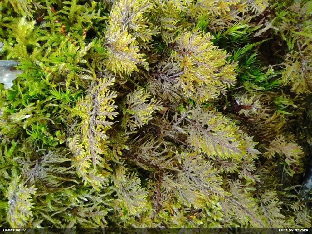 Spīdīgā stāvaine