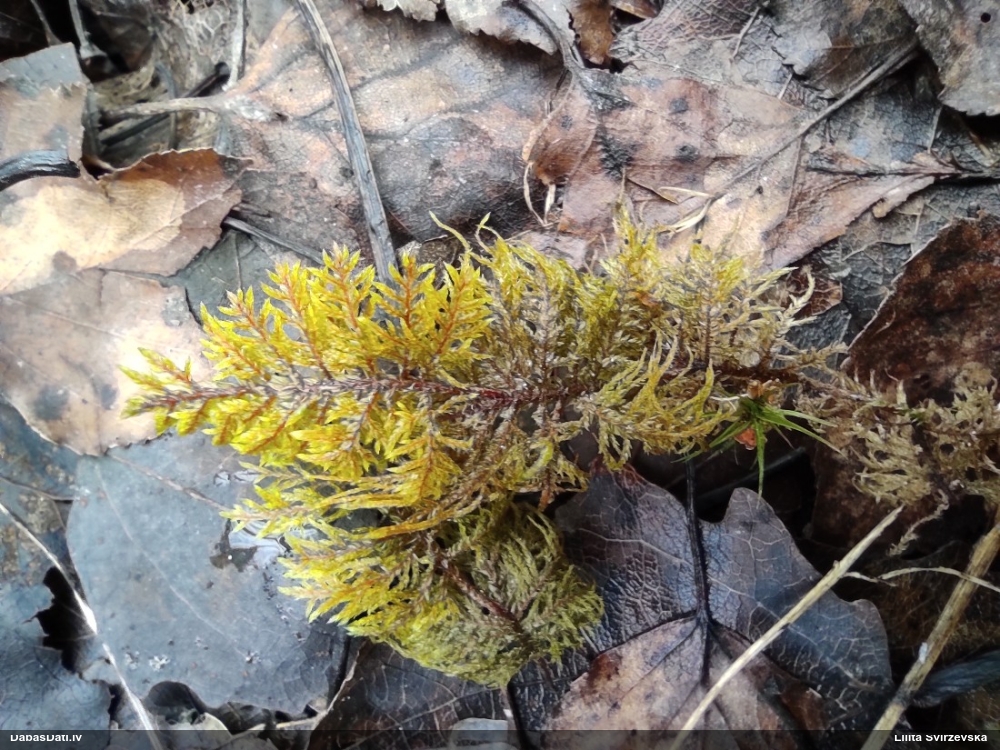 Spīdīgā stāvaine