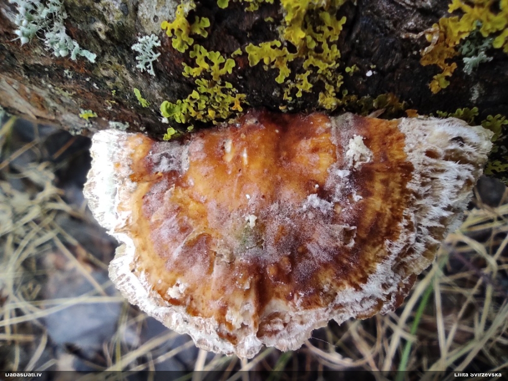 Dzeltenā tauriņpiepe