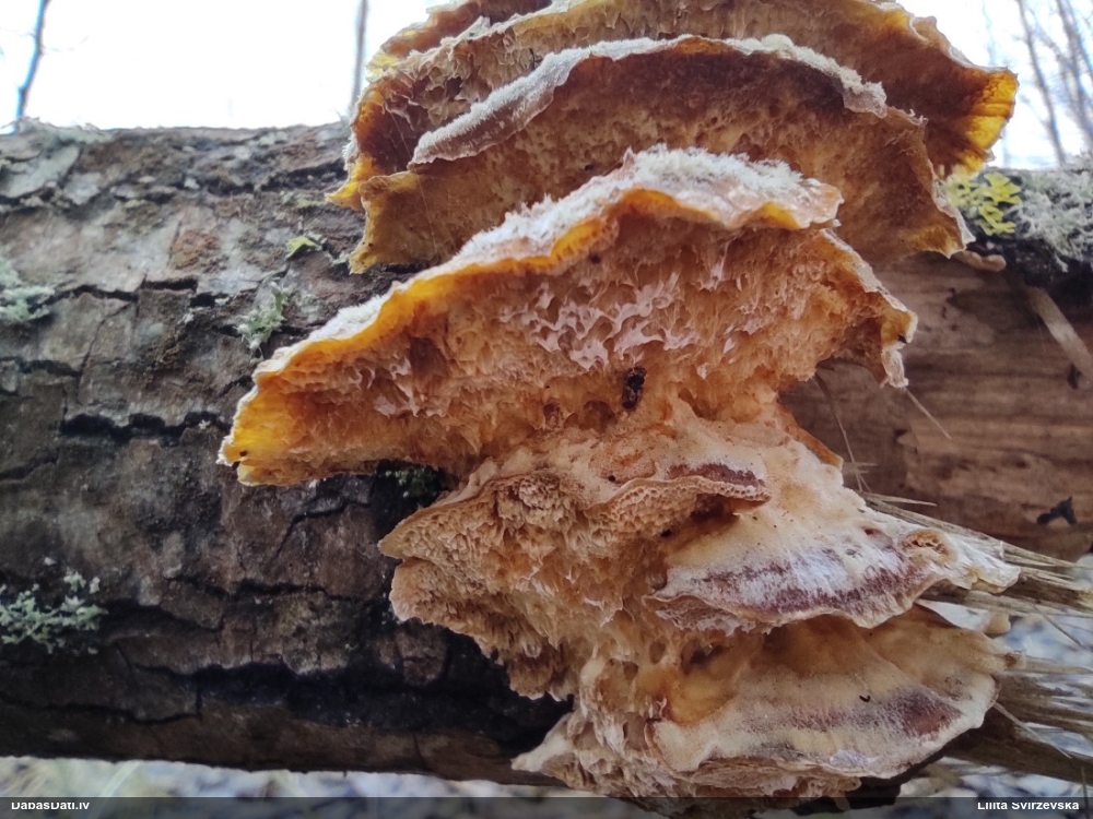 Dzeltenā tauriņpiepe