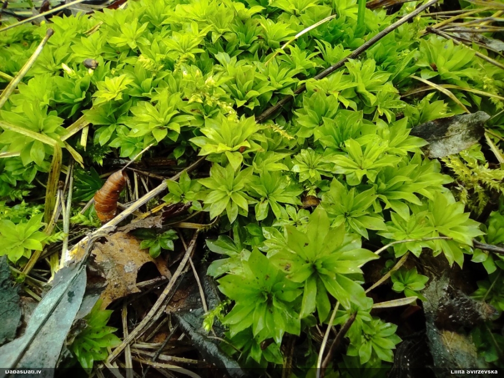 Parastā rožgalvīte