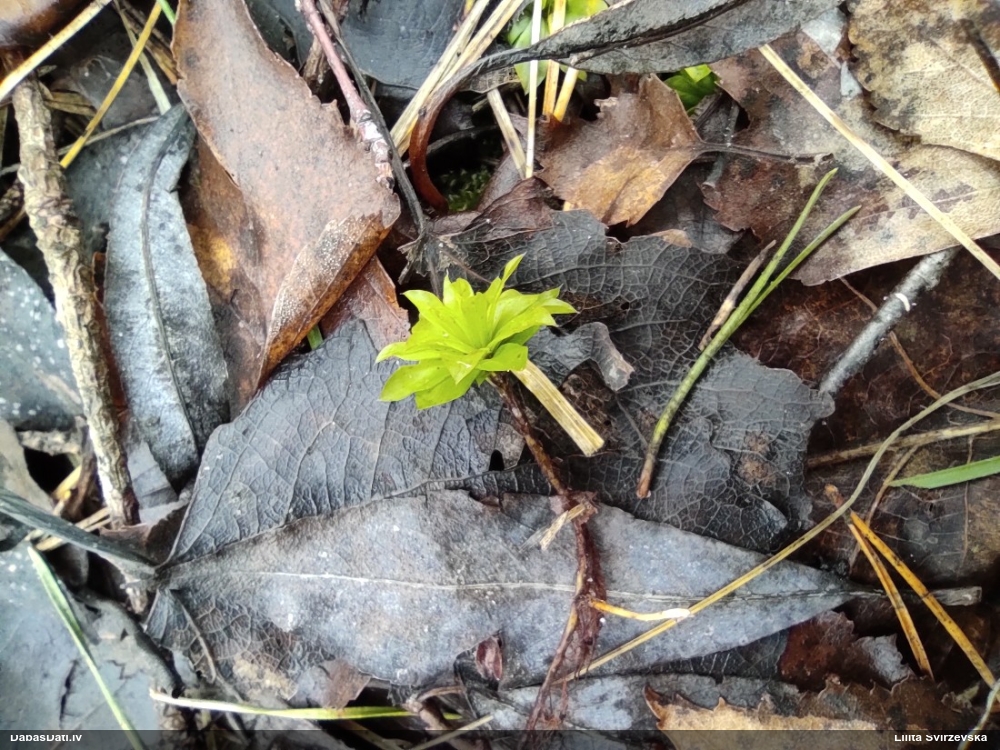 Parastā rožgalvīte