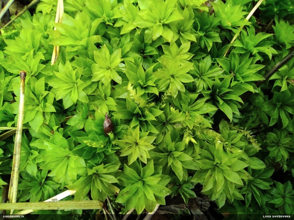 Parastā rožgalvīte