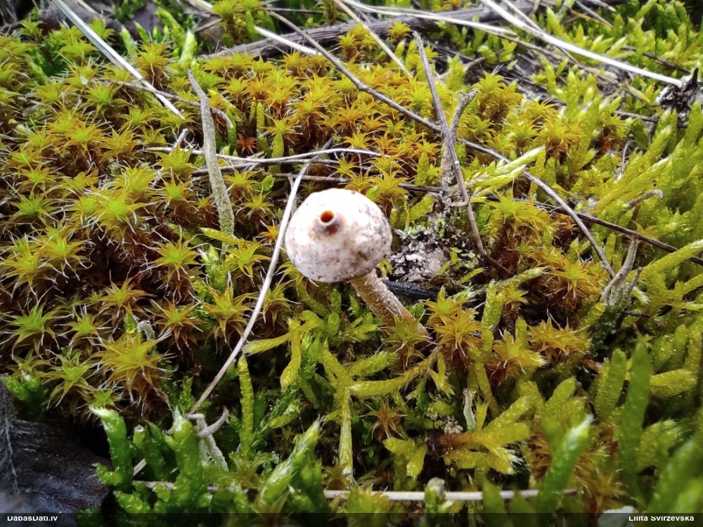 тулостома зимняя