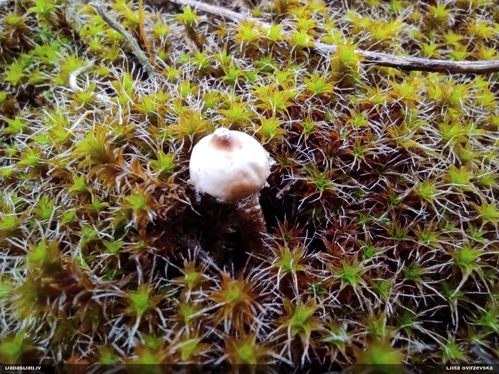 тулостома зимняя