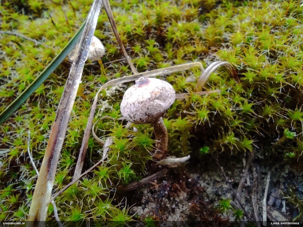 тулостома зимняя