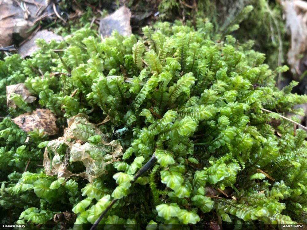 Lielā greizkausīte