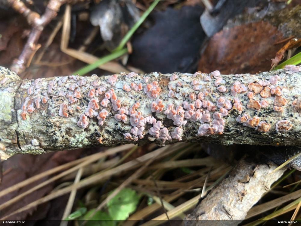 Grubuļainā vaskaine