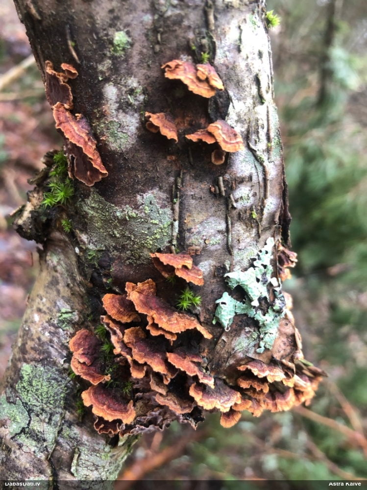 Lazdu brūnsvārcene