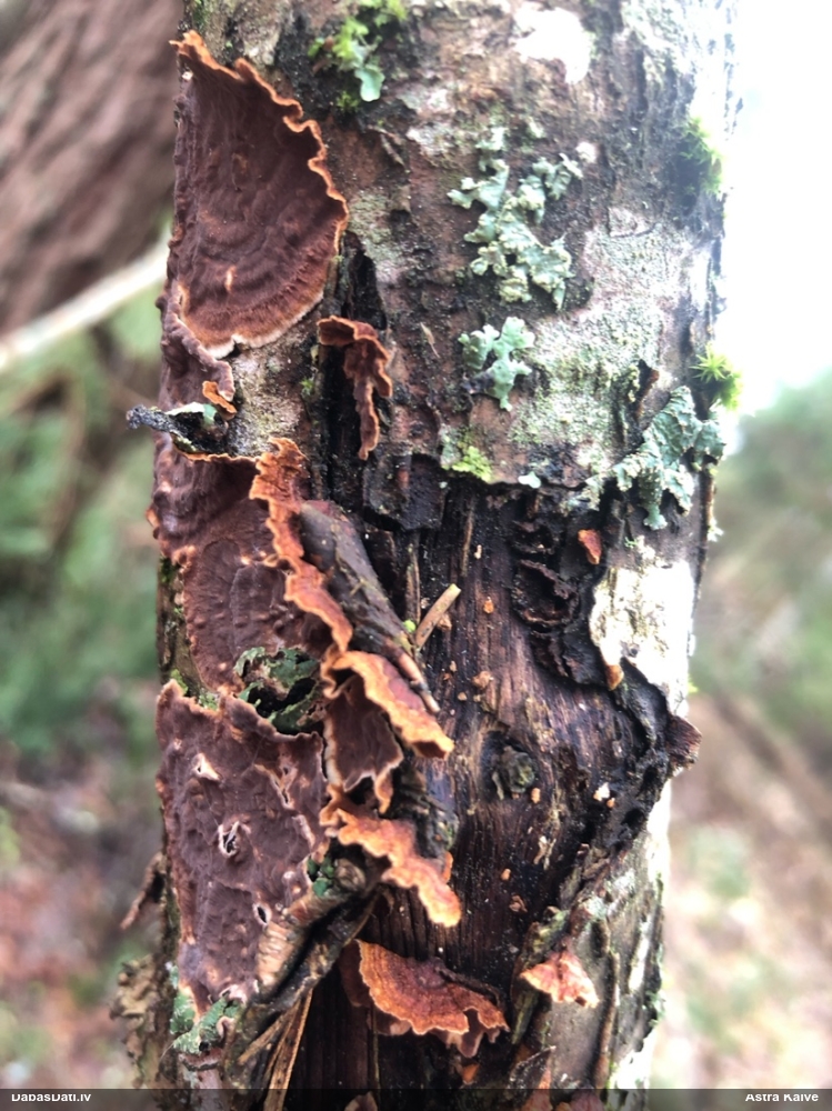 Lazdu brūnsvārcene