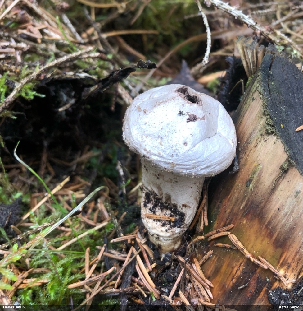 Kātainais zaķpūpēdis