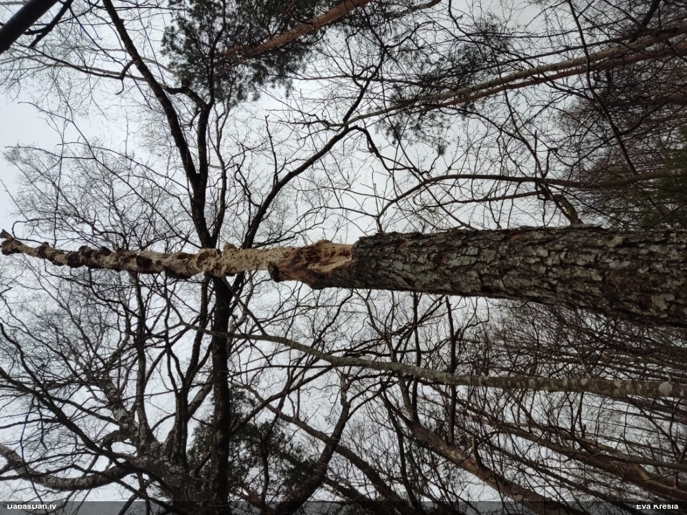 черный дятел