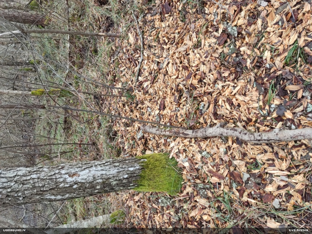 черный дятел