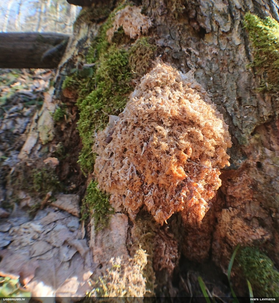 Koraļļu dižadatene