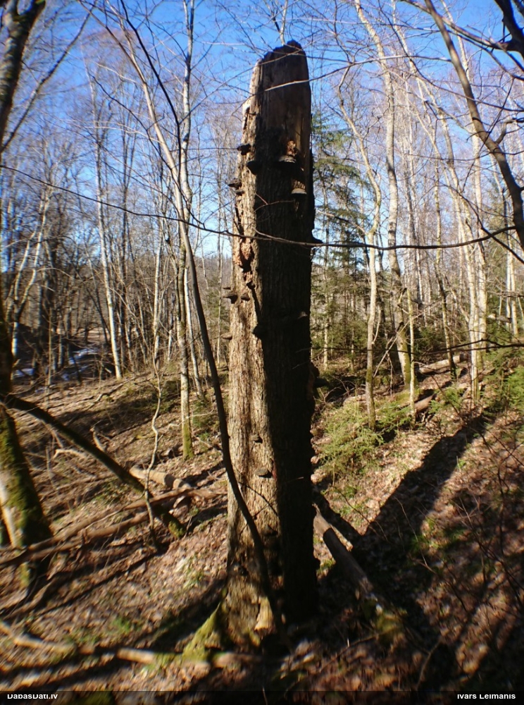 Koraļļu dižadatene