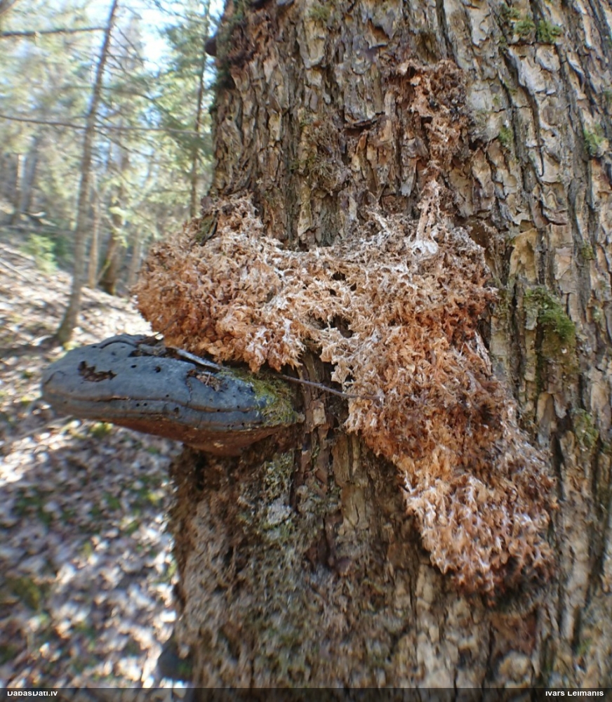 Koraļļu dižadatene